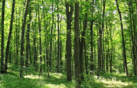 Forest Reserves in Nigeria