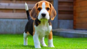 Beagle dog