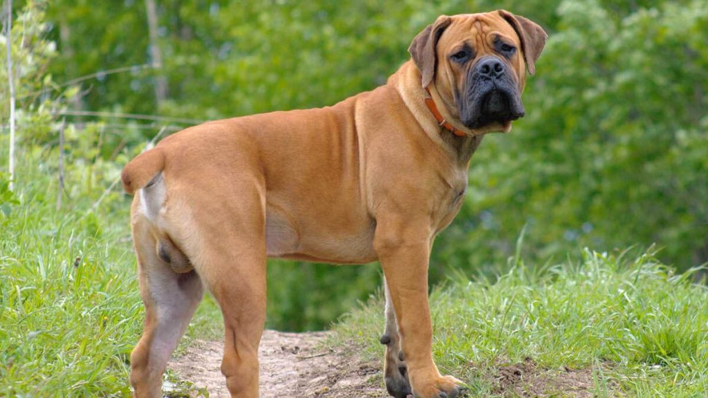 10 Cheapest Dog Breeds in Nigeria & Prices FirstClassNigeria