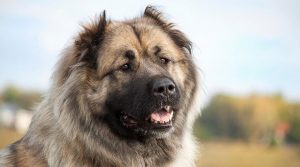 Caucasian Dog Breed in Nigeria