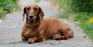 Dachshund dog