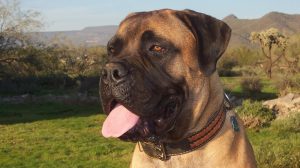 English Mastiff Dogs in Nigeria