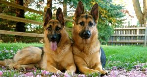 what breed are nigerian local dogs