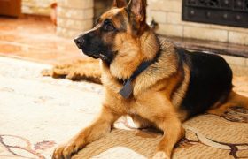 Dog Breeds in Nigeria and Prices