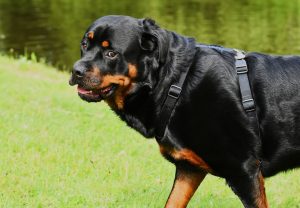 Rottweiler Dog breed